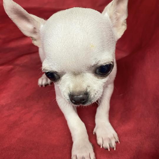 chiot Chihuahua Poil Court BIBLO mini chihuahua à réserver Domaine de la Chantelaie  
