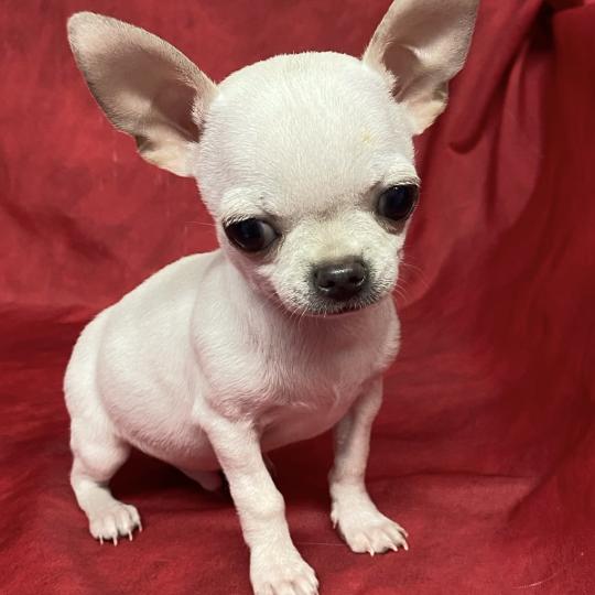 chiot Chihuahua Poil Court BIBLO mini chihuahua à réserver Domaine de la Chantelaie  