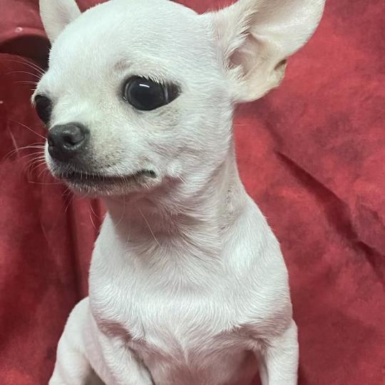 chiot Chihuahua Poil Court BIBLO mini chihuahua disponible Domaine de la Chantelaie  