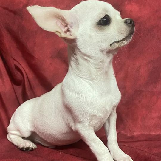 chiot Chihuahua Poil Court BIBLO mini chihuahua disponible Domaine de la Chantelaie  