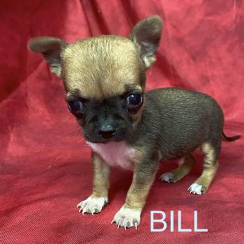 BILL mini chihuahua à réserver Mâle Chihuahua Poil Court