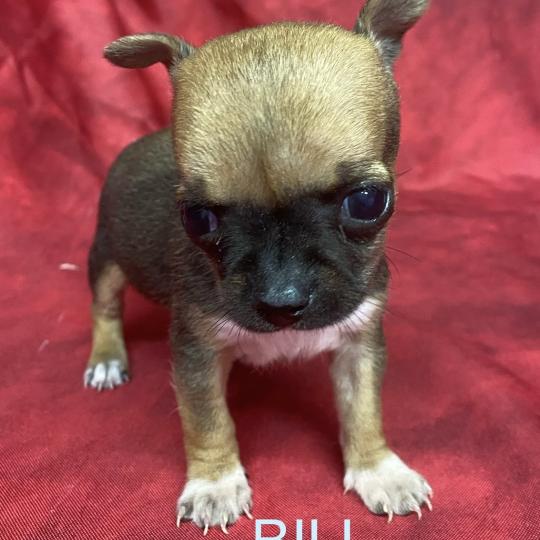 chiot Chihuahua Poil Court BILL mini chihuahua à réserver Domaine de la Chantelaie  