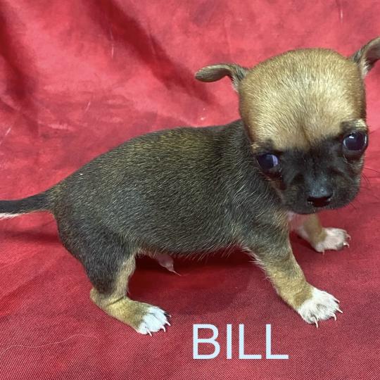 chiot Chihuahua Poil Court BILL mini chihuahua à réserver Domaine de la Chantelaie  