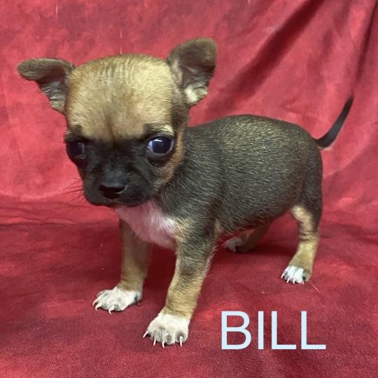 chiot Chihuahua Poil Court BILL mini chihuahua à réserver Domaine de la Chantelaie  