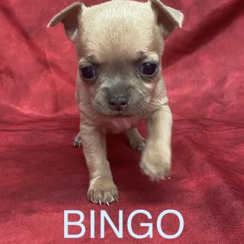BINGO mini chihuahua à réserver Mâle Chihuahua Poil Court