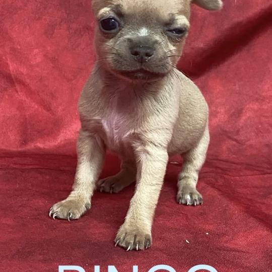 chiot Chihuahua Poil Court BINGO mini chihuahua à réserver Domaine de la Chantelaie  