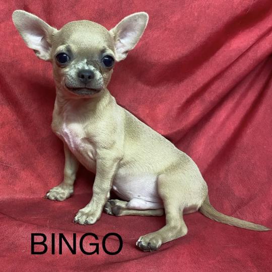 chiot Chihuahua Poil Court BINGO chihuahua DISPONIBLE Domaine de la Chantelaie  