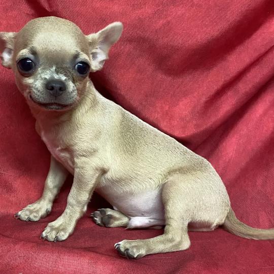 chiot Chihuahua Poil Court BINGO chihuahua DISPONIBLE Domaine de la Chantelaie  