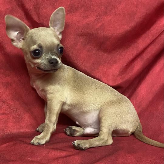 chiot Chihuahua Poil Court BINGO chihuahua DISPONIBLE Domaine de la Chantelaie  