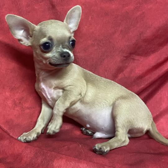 chiot Chihuahua Poil Court BINGO chihuahua DISPONIBLE Domaine de la Chantelaie  