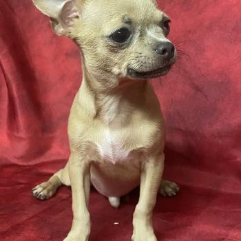 BINGO chihuahua DISPONIBLE Mâle Chihuahua Poil Court