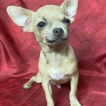 BINGO chihuahua DISPONIBLE Mâle Chihuahua Poil Court