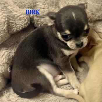 BIRK mini chihuahua LOF à réserver Mâle Chihuahua Poil Court