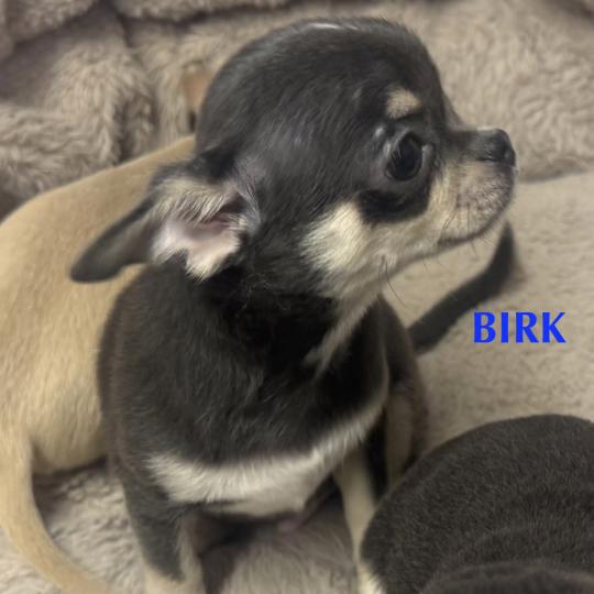 chiot Chihuahua Poil Court BIRK mini chihuahua LOF à réserver Domaine de la Chantelaie  