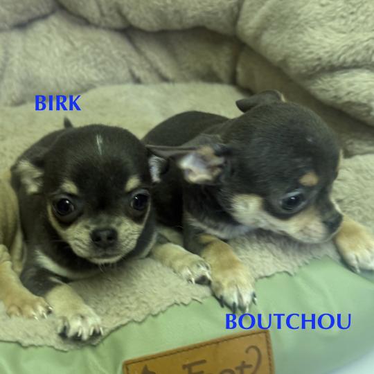 chiot Chihuahua Poil Court BIRK mini chihuahua LOF à réserver Domaine de la Chantelaie  