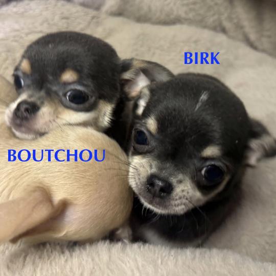 chiot Chihuahua Poil Court BIRK mini chihuahua LOF à réserver Domaine de la Chantelaie  