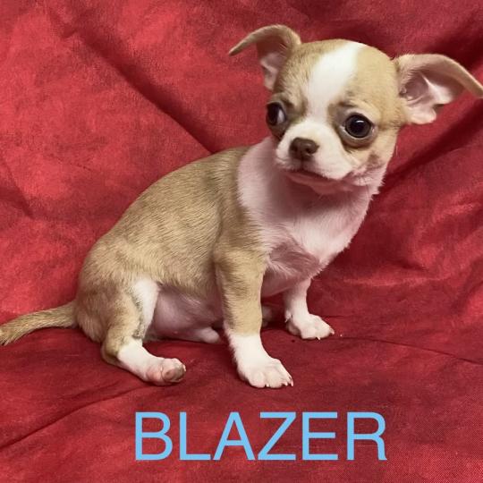 chiot Chihuahua Poil Court BLAZER chihuahua DISPONIBLE Domaine de la Chantelaie  