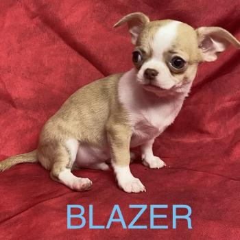 BLAZER chihuahua Mâle Chihuahua Poil Court