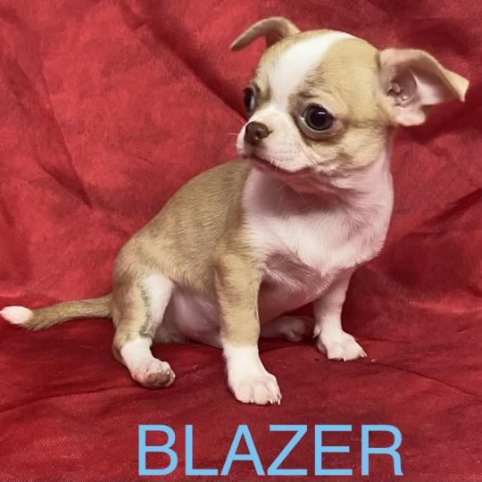 chiot Chihuahua Poil Court BLAZER chihuahua DISPONIBLE Domaine de la Chantelaie  