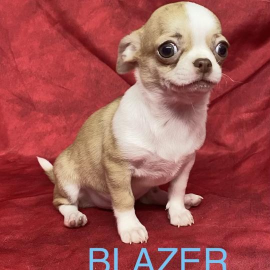 chiot Chihuahua Poil Court BLAZER chihuahua DISPONIBLE Domaine de la Chantelaie  