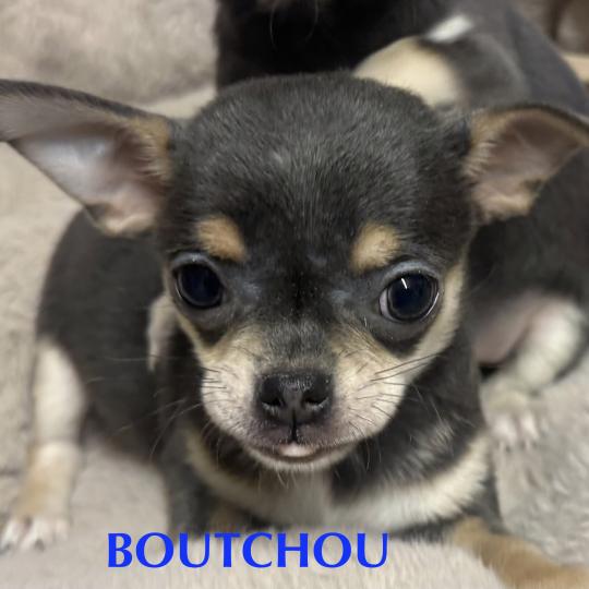 chiot Chihuahua Poil Court BOUTCHOU mini chihuahua LOF à réserver Domaine de la Chantelaie  
