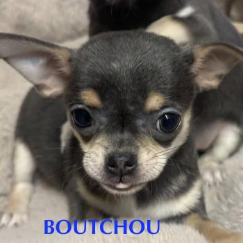 BOUTCHOU mini chihuahua LOF à réserver Mâle Chihuahua Poil Court