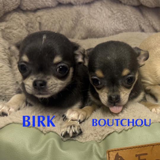 chiot Chihuahua Poil Court BOUTCHOU mini chihuahua LOF à réserver Domaine de la Chantelaie  