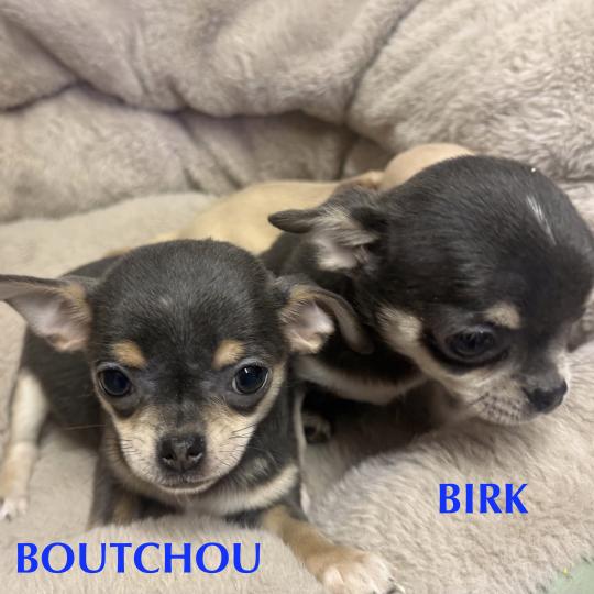 chiot Chihuahua Poil Court BOUTCHOU mini chihuahua LOF à réserver Domaine de la Chantelaie  