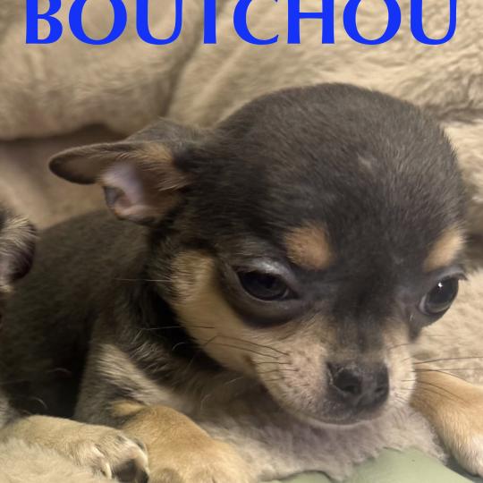 chiot Chihuahua Poil Court BOUTCHOU mini chihuahua LOF à réserver Domaine de la Chantelaie  