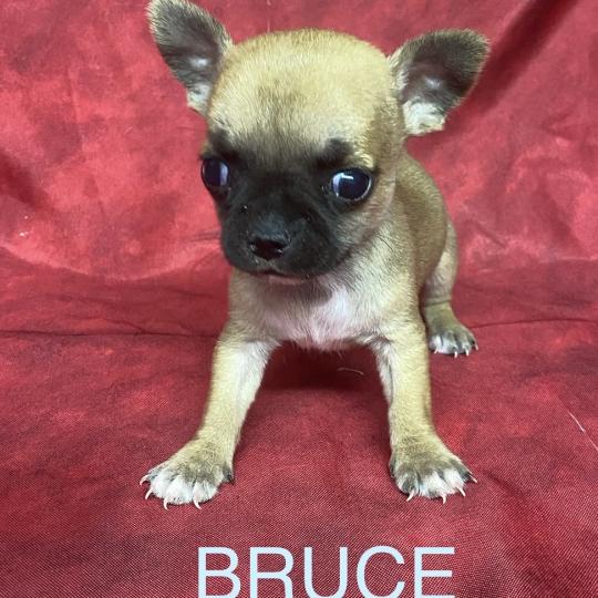 chiot Chihuahua Poil Court BRUCE mini chihuahua à réserver Domaine de la Chantelaie  