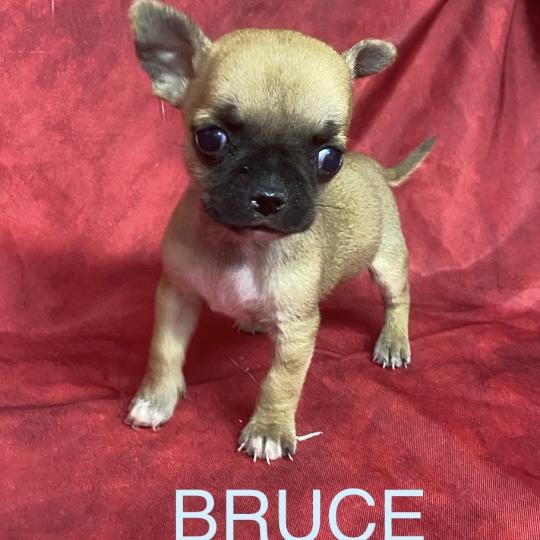 chiot Chihuahua Poil Court BRUCE mini chihuahua à réserver Domaine de la Chantelaie  