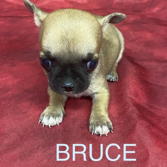 chiot Chihuahua Poil Court BRUCE mini chihuahua à réserver Domaine de la Chantelaie  
