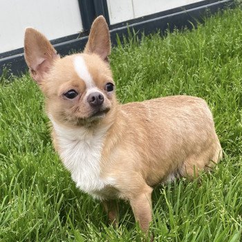 TAFFY chuhuahua pc Mâle Chihuahua Poil Court