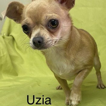 UZIA chihuahua pc Femelle Chihuahua Poil Court