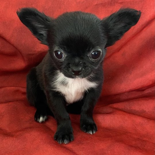 chiot Chihuahua Poil Court VERTRAN Domaine de la Chantelaie  