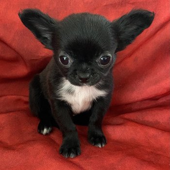 VERTRAN chihuahua à réserver Mâle Chihuahua Poil Court