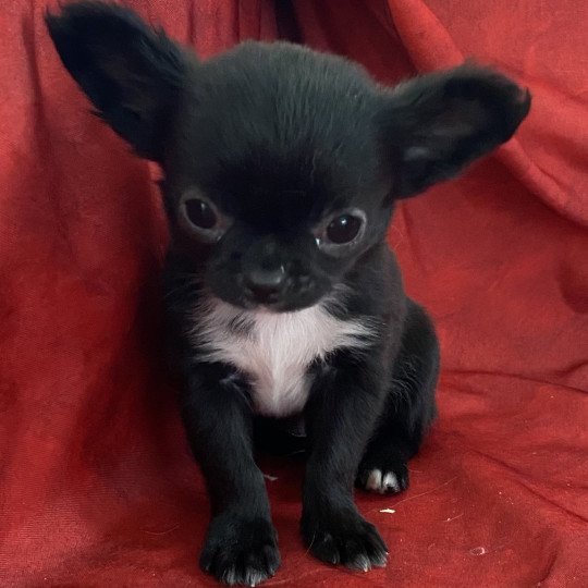 chiot Chihuahua Poil Court VERTRAN Domaine de la Chantelaie  