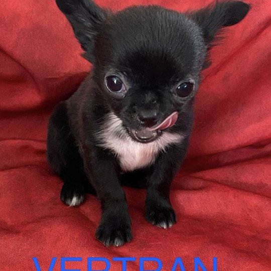chiot Chihuahua Poil Court VERTRAN Domaine de la Chantelaie  