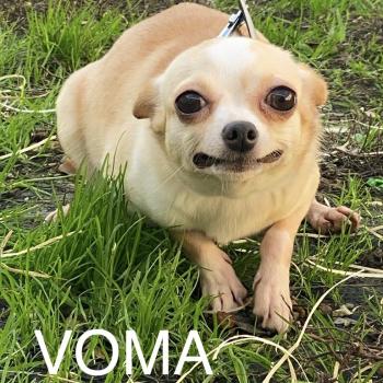 VOMA Femelle Chihuahua Poil Court
