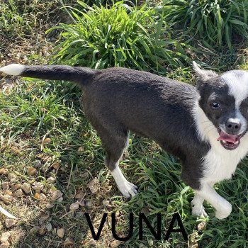 VUNA Femelle Chihuahua Poil Court