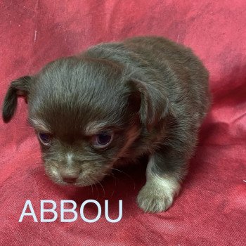 ABBOU chihuahua à réserver Mâle Chihuahua Poil Long