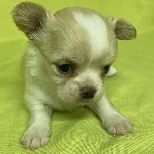 chiot Chihuahua Poil Long ABÉLIA chihuahua à réserver Domaine de la Chantelaie  