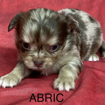 ABRIC chihuahua à réserver Mâle Chihuahua Poil Long