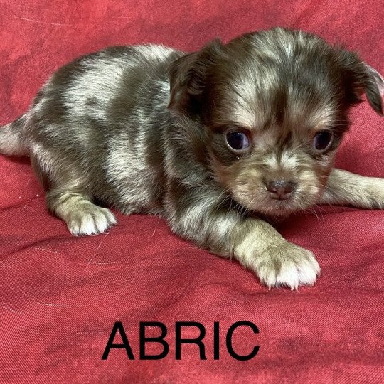 chiot Chihuahua Poil Long ABRIC chihuahua à réserver Domaine de la Chantelaie  