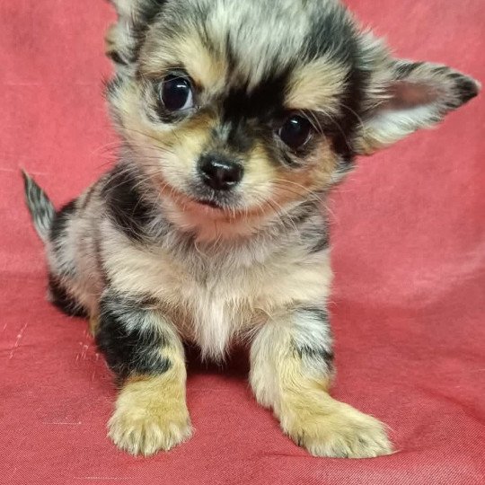 chiot Chihuahua Poil Long ABRIC chihuahua Domaine de la Chantelaie  