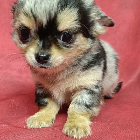 chiot Chihuahua Poil Long ABRIC chihuahua Domaine de la Chantelaie  