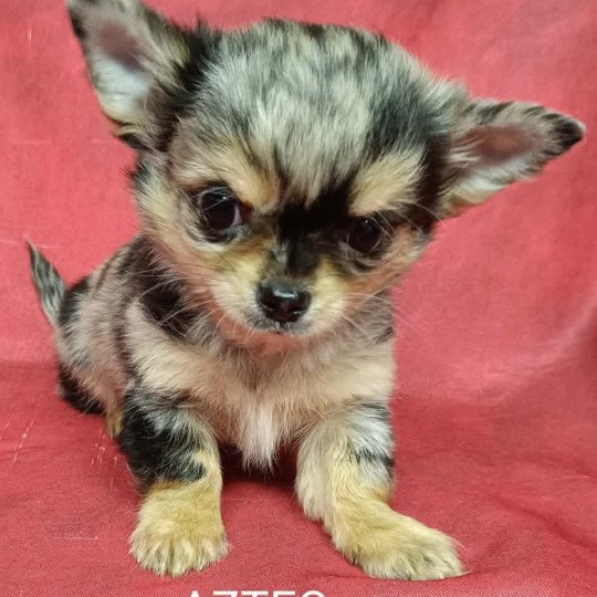 chiot Chihuahua Poil Long ABRIC chihuahua Domaine de la Chantelaie  