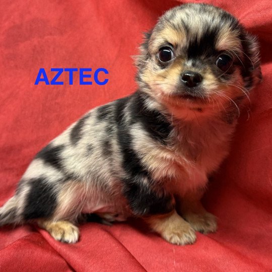 chiot Chihuahua Poil Long ABRIC chihuahua Domaine de la Chantelaie  