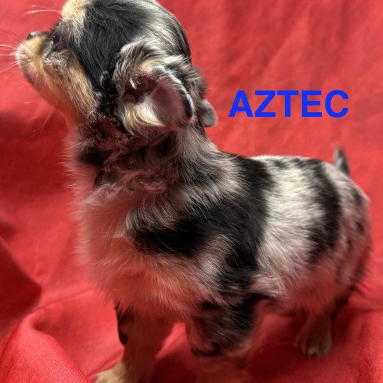 chiot Chihuahua Poil Long ABRIC chihuahua Domaine de la Chantelaie  