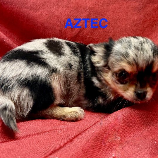 chiot Chihuahua Poil Long ABRIC chihuahua Domaine de la Chantelaie  